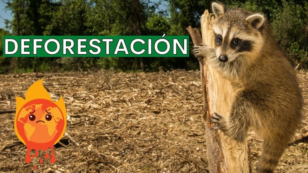 la deforestación y la pérdida de biodiversidad