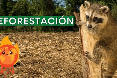 la deforestación y la pérdida de biodiversidad